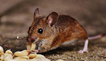 24 Hour & Emergency Exterminators in Campbellsport, OH